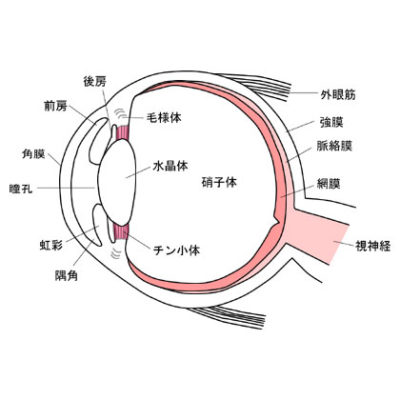 目の構造