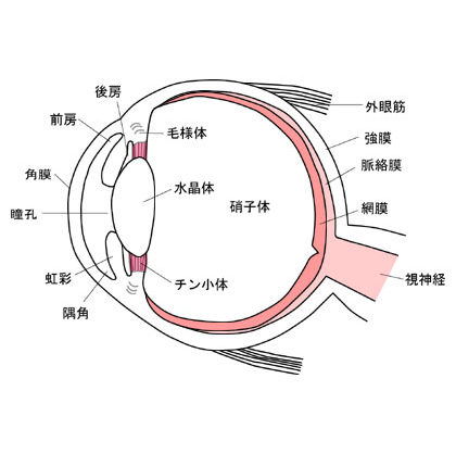 目の構造