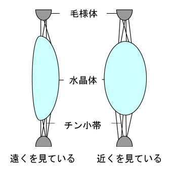 老眼のしくみ