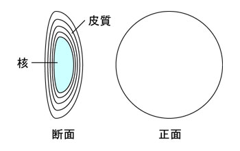 水晶体の弾力低下